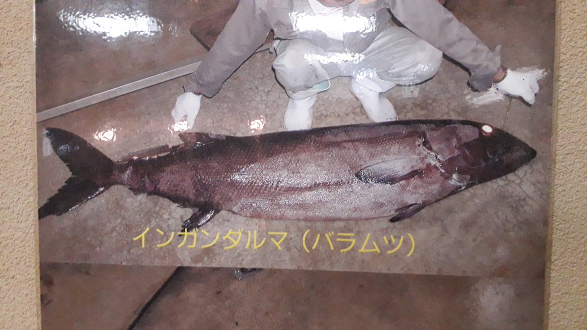 いが たつ Twitterissa お尻から勝手に脂が垂れてくる禁断の魚 最強のキャッチコピーを持つ魚だな こいつ 第2検索ワード おむつ というのもwww 果たして いが たつさんの尻はどうなるのか 明日ご報告いたします