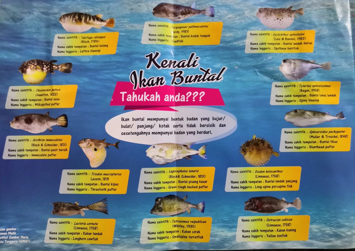 Aiman On Twitter Ikan Buntal Ni Nama Lain Dia Crystal Fish Salah Prepare Makan Boleh Mati Https T Co Ez7kenv9xo Twitter