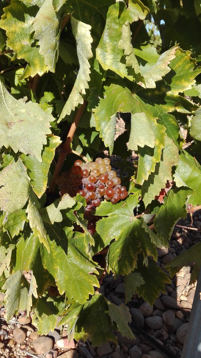 JesusGo100269's tweet photo. @ValladolidESDXT @bodegasteodoro Magnífico trato.
Excelente experiencia la vivida esta mañana.
Muchisimas gracias Roberto por la explicación de todas las fases de la vendimia y de la bodega, ha sido un placer escucharte como y con que pasión nos lo contabas.
Magnifica bodega y mejores profesionales.
 GRACIAS !!! https://t.co/chREi0XSXc