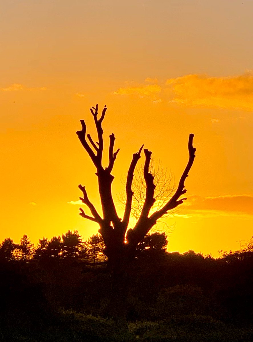 lichphotography's tweet photo. #lichfield #photograghy #tree #sunset #Staffordshire #visitlichfield https://t.co/mBwFVom2KK