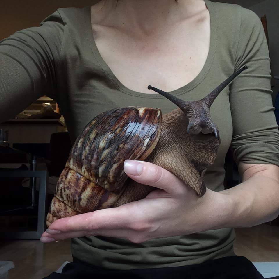 The giant African land snail (Achatina achatina), the largest recorded specimen of which measured 39.3 cm (15.5 in) from snout to tail when fully extended.