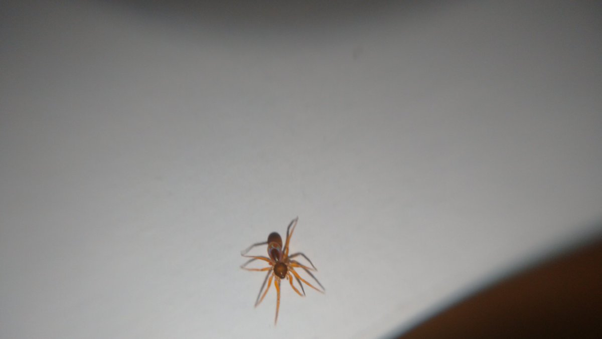 涼蟲 くも على تويتر タマゴグモ科のダニグモ類ではと教えていただきました 頭のかたちもお腹のかたちもしっくりきた ˇwˇ 前の方のページだったかぁ 前はキムラグモ トタテあたりと ユウレイグモからの ヒメグモのイメージしかなかった 種小名まで落とすのは