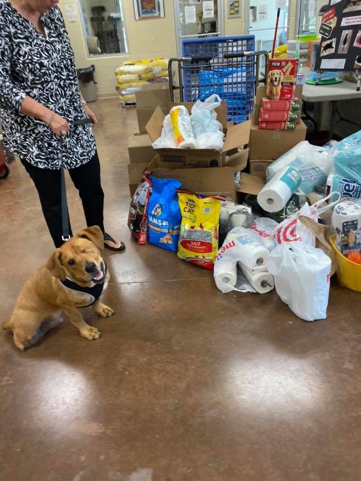 BobcatCouncil's tweet photo. Bridgeport’s Bobcat Council collected 578 items to be donated to a shelter. Trooper 🐾 came yesterday to pick them up. We are so proud of of our Council for their hard work and the whole school for all the donations. We ❤️ Trooper! #BPBCOnTheMove #BPOnTheMove #BigBlueOnTheMove https://t.co/mZ1nb84bFv