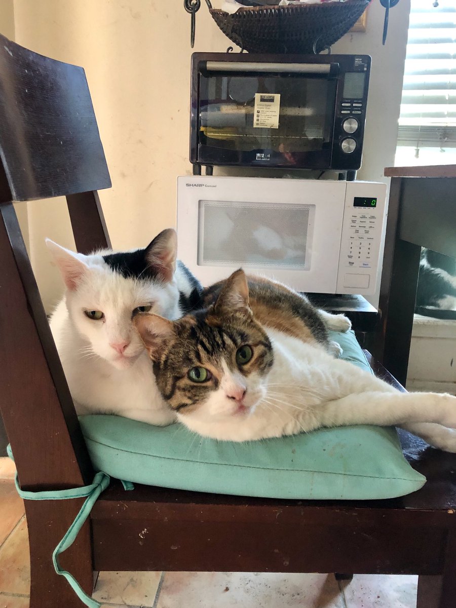 artdecored's tweet photo. Bertie and his mom Betty share a cushion on #Caturday #CatsOfTwitter #lostmyspot https://t.co/wBRadjtTsn