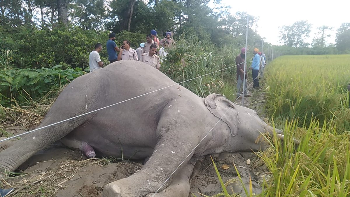 prashant_lmp's tweet photo. Lakhimpur kheri-One more wild elephant dead due to electrocution in DTR near Katraniaghat wild life sanctuary.
#stopwildelephantsdeath
@rameshpandeyifs 
@RandeepHooda 
@ParveenKaswan 
@susantananda3 
@UpforestUp 
@deespeak 
@WWFINDIA https://t.co/DW3sm5Jzrp
