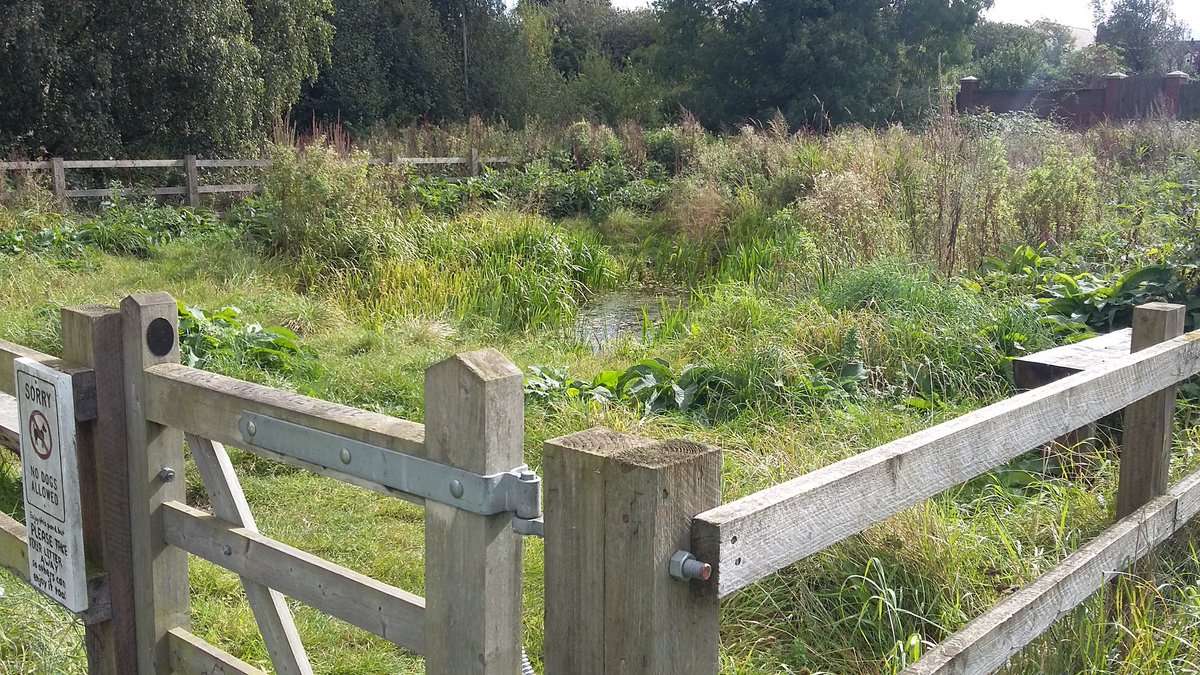 CllrRMallender's tweet image. Lovely breezy day on The Hook local nature reserve by the River Trent. Community orchard doing well! #LadyBay #WestBridgford 
friendsofthehook.org.uk/wp/