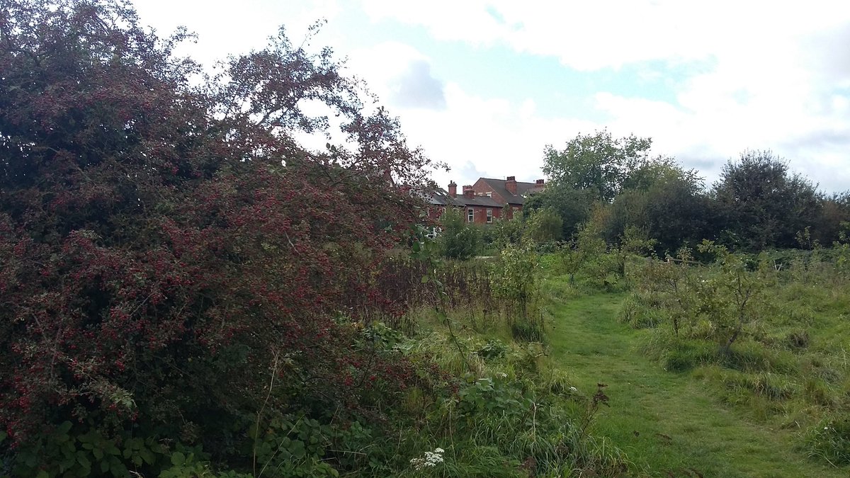 CllrRMallender's tweet image. Lovely breezy day on The Hook local nature reserve by the River Trent. Community orchard doing well! #LadyBay #WestBridgford 
friendsofthehook.org.uk/wp/