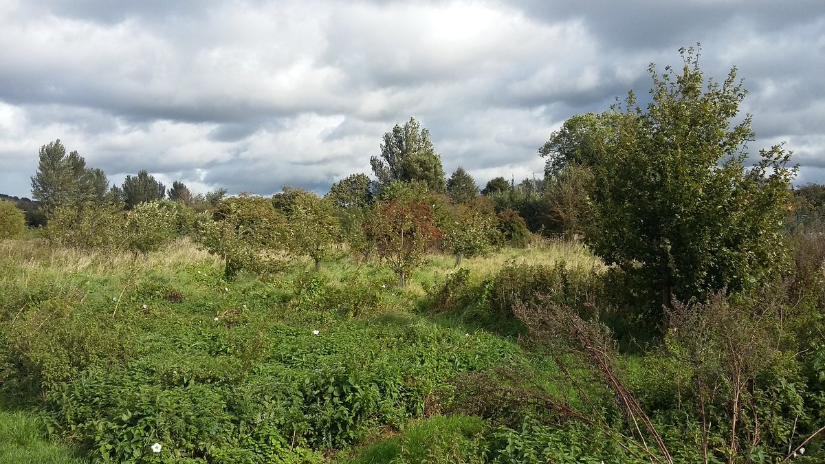 CllrRMallender's tweet image. Lovely breezy day on The Hook local nature reserve by the River Trent. Community orchard doing well! #LadyBay #WestBridgford 
friendsofthehook.org.uk/wp/
