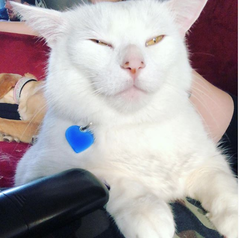 contrapuntovzla's tweet photo. Smudge, quien habita en Canadá tiene su propia cuenta de Instagram, donde muestra su repugno a los vegetales https://t.co/6Txn7dhG1F https://t.co/ETMkrQpDzH