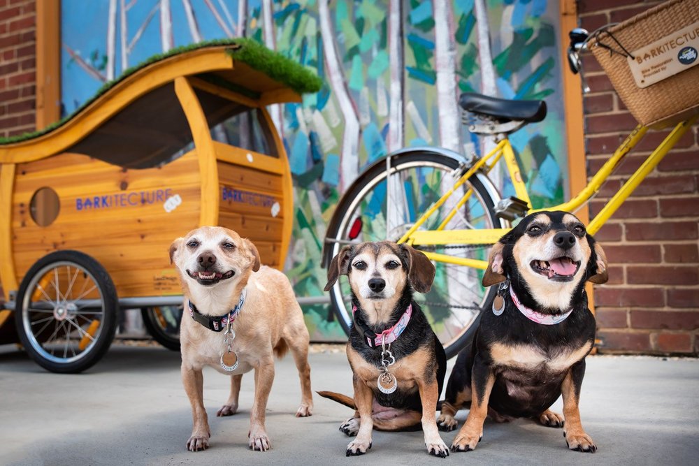 NoDaBrewing's tweet photo. Do you know what day it is? We're about to have a doggone time because It's National Drink Beer Day and Barkitecture day! 🍻 Bring your four legged, and human, friends for a great charitable event starting at 12 pm. 🐶🙌🏻#cltbeer #dogsofclt https://t.co/SsDTqBvH5M