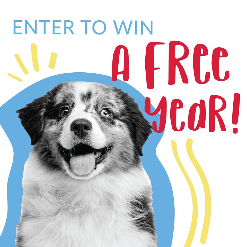 CampBowWowLaf's tweet photo. Do you want to win a FREE year of Camp Bow Wow services? From now until Oct. 31st, show us how you #GiveAFetch about your pup for your chance to win. To enter:
Follow @campbowwow on social media
Post a video or photo
Include #GiveAFetch and @campbowwow
https://t.co/tM5QrAPOU5 https://t.co/CZ6QkxhY8B
