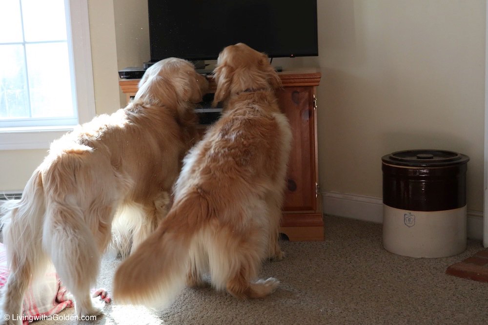 MaineGolden's tweet image. When the remote control breaks and you can&apos;t figure out how to turn on the tv. #SaturdayMorning #FirstWorldDogProblems #TheStruggleIsReal