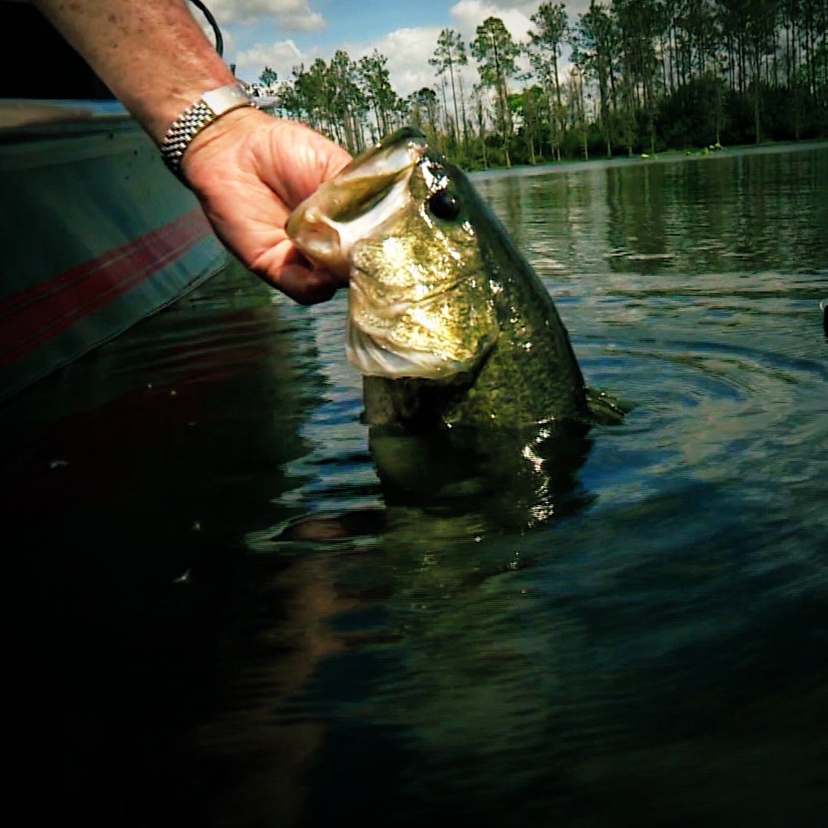 Bill Dance tweet media