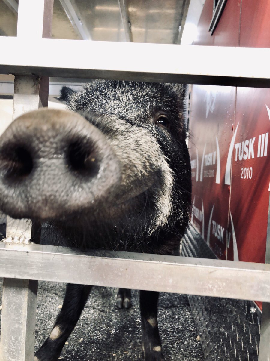 WAKE UP!!!!!!!! IT’S GAME DAY!!!!!!!!!! Game day selfie time!! 🤩📸 #WPS #GoHogs