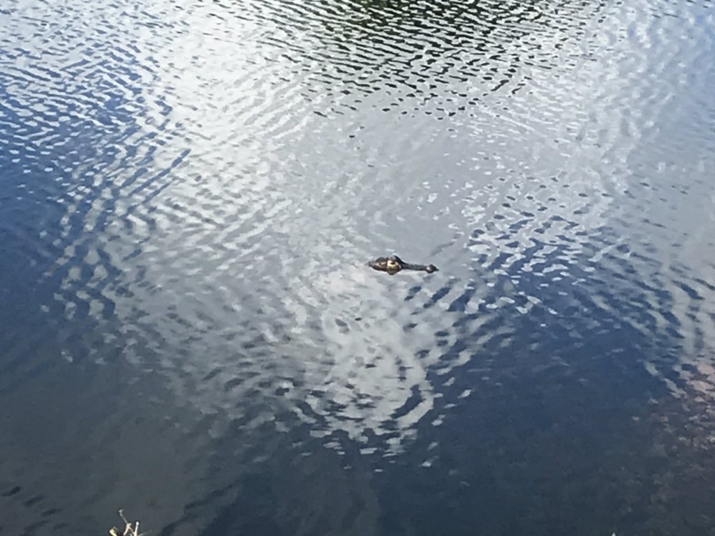 AnnaGriffith14's tweet image. That’s a croc in the canal behind my house. Be careful. He’s about a 3 footer. Still young.