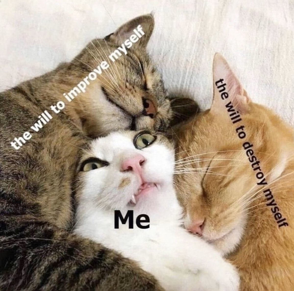 MICAH GIANNELI (@micahgianneli) on Twitter photo 