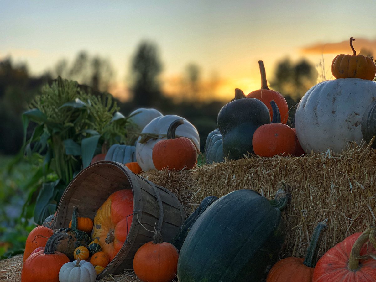 Mosby Farms tweet media