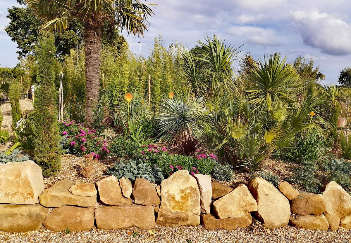 ☀️ PROGRESS ☀️ Bed 2 of the 5 that make up The Mediterranean Garden. Late September and the plants are establishing well with plenty coming in to flower including the fiery orange pokers of Kniphofia rooperi, Osteospermum "Tresco Purple', and Agapanthus africanus albums.