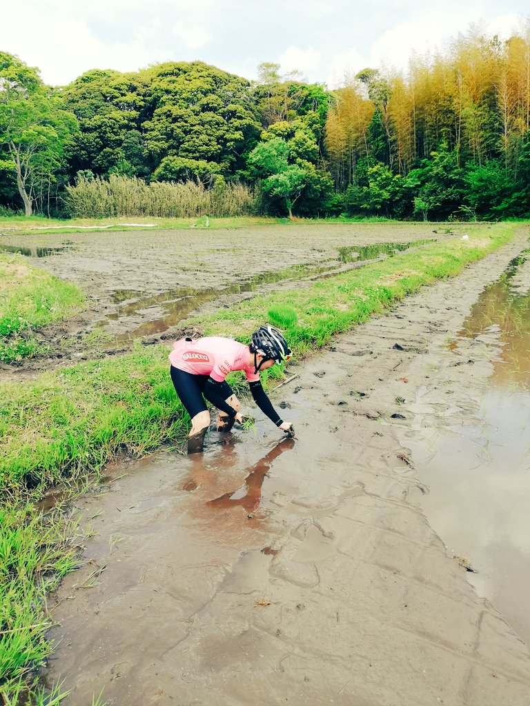 sciff2's tweet photo. 昔ロードで走ってたら、田植えしてる人達が居たので、なんとなく見てたら田植えに誘われたので参加。そしたら、こないだ収穫にも誘われたのでロードで参加した。ロードやってて米作りも出来るとは思わなかった。やはりロードバイクはエコに万能。 https://t.co/okpG20YWA9