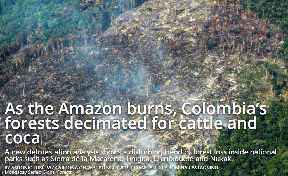 This is what the  #ClimateCrisis looks like in  #SouthAmerica right now. #Colombia: "Tinigua National Natural Park lost 16,000 ha between 2017 and July 2019, almost all of it primary forest, while the other parks also lost significant amounts of forest." https://news.mongabay.com/2019/09/as-the-amazon-burns-colombias-forests-decimated-for-cattle-and-coca/