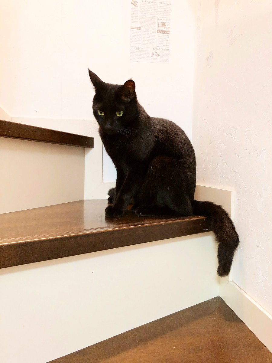 猫野四季 ひとりに見えて 実はふたり ねこ ネコ 猫 キキとおれしっぽ 猫野四季 ひとりに見えて 実はふたり ねこ ネコ 猫 キキとおれしっぽ