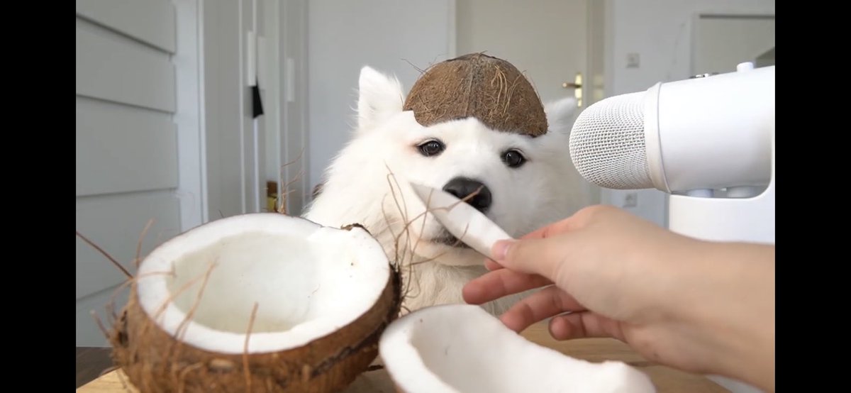 #ASMR isn’t always human.  Here’s Maya the coconut eating puppy. 
dogoday.com/2019/09/28/asm…