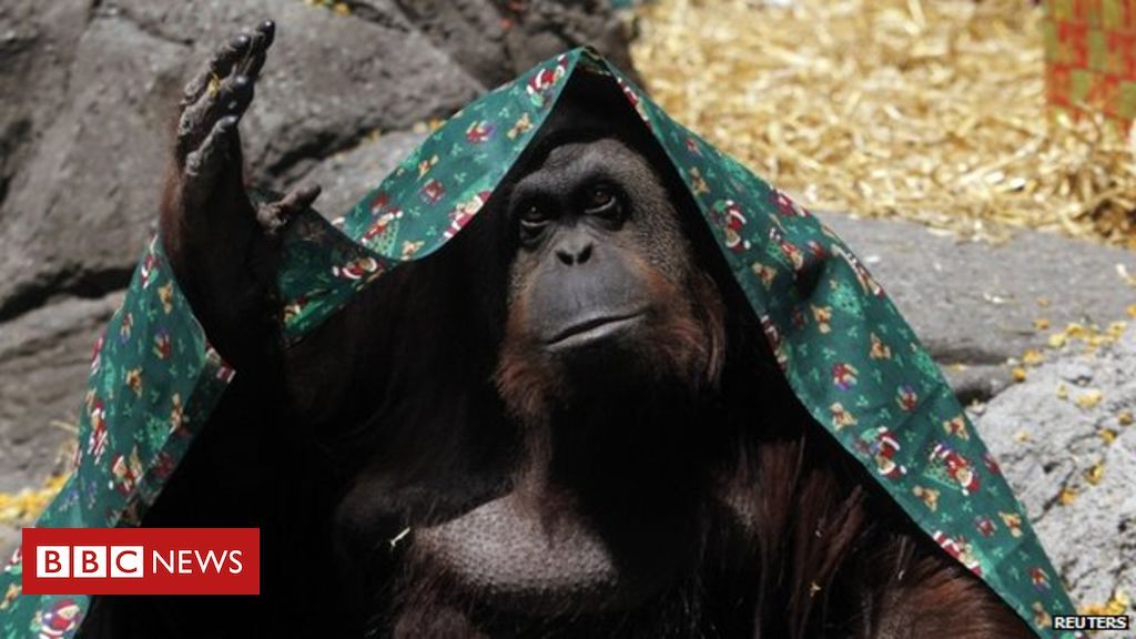 napsaprimates's tweet photo. #Sandra the #orangutan is finally headed to sanctuary life at @CFGA! #NAPSAintheNews #Progress4Primates https://t.co/25bOQM9DKT https://t.co/zpn8C5WqTm