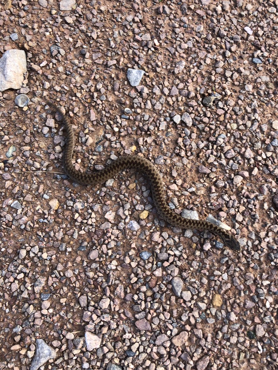 Liphook Golf Club tweet media