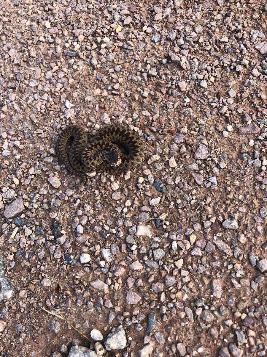 Liphook Golf Club tweet media