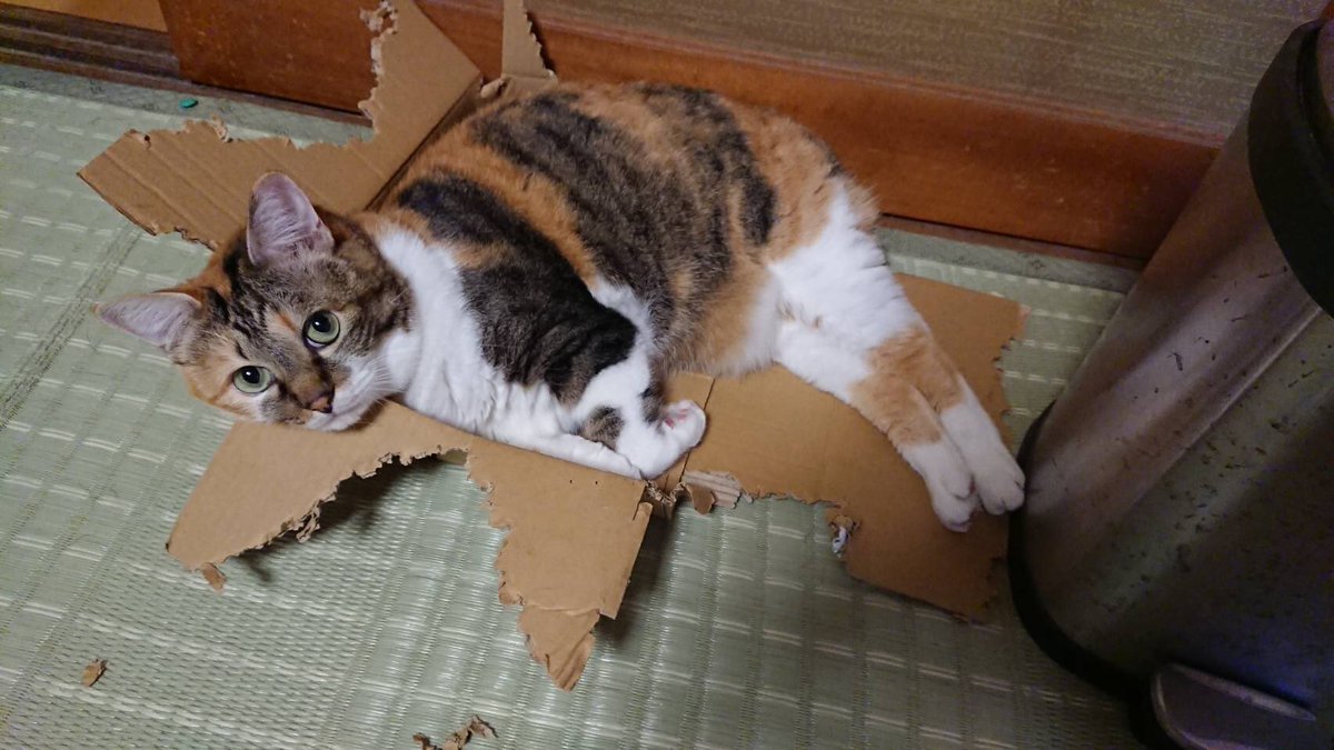 段ボールをかじったり中に入るのが好きな猫がついに Togetter 段ボールをかじったり中に入るのが好きな猫がついに Togetter