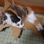 それもう箱じゃないけどいいの!？猫の安心するポイントが分からない!