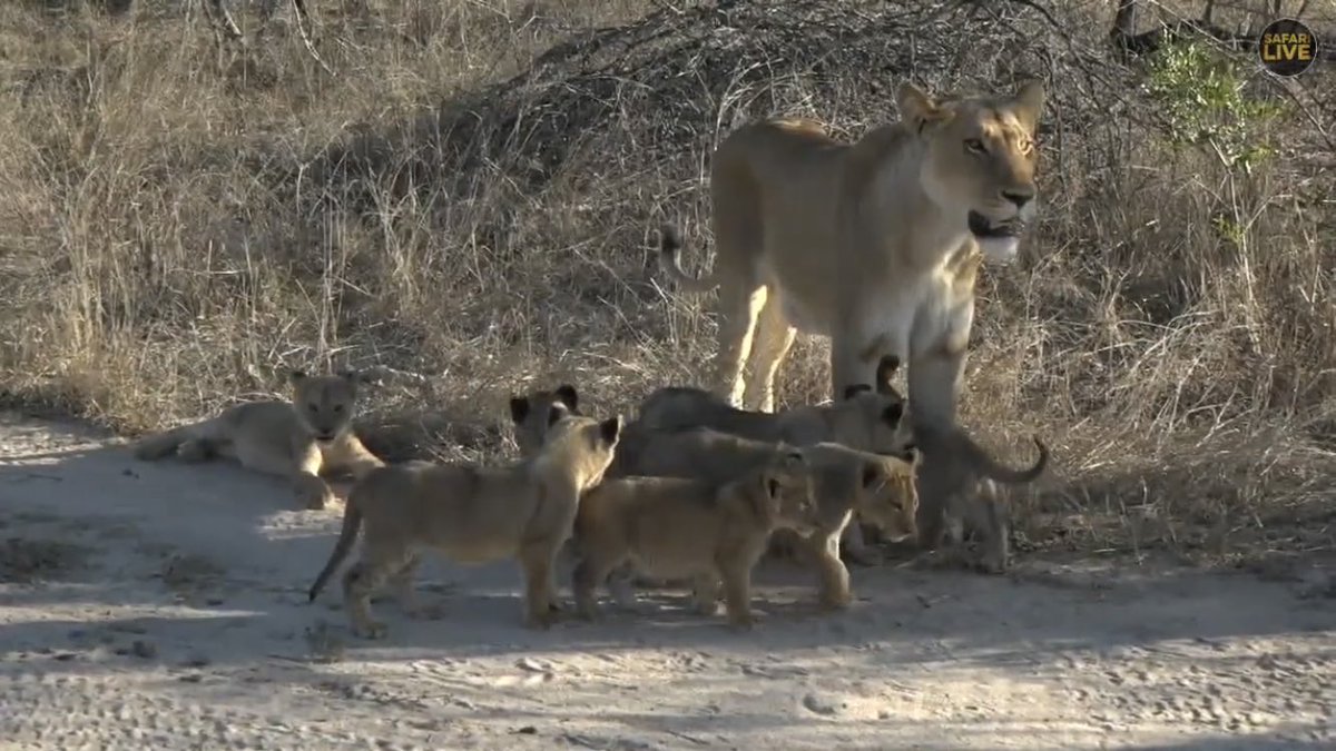 Maria and the Von Cat family children #soundofmeowsic #safarilive