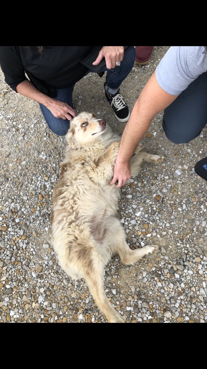 Took a photo of every farm doggo I met this summer. Will you make my day and share a photo of your goodest boy/girl? 🐕