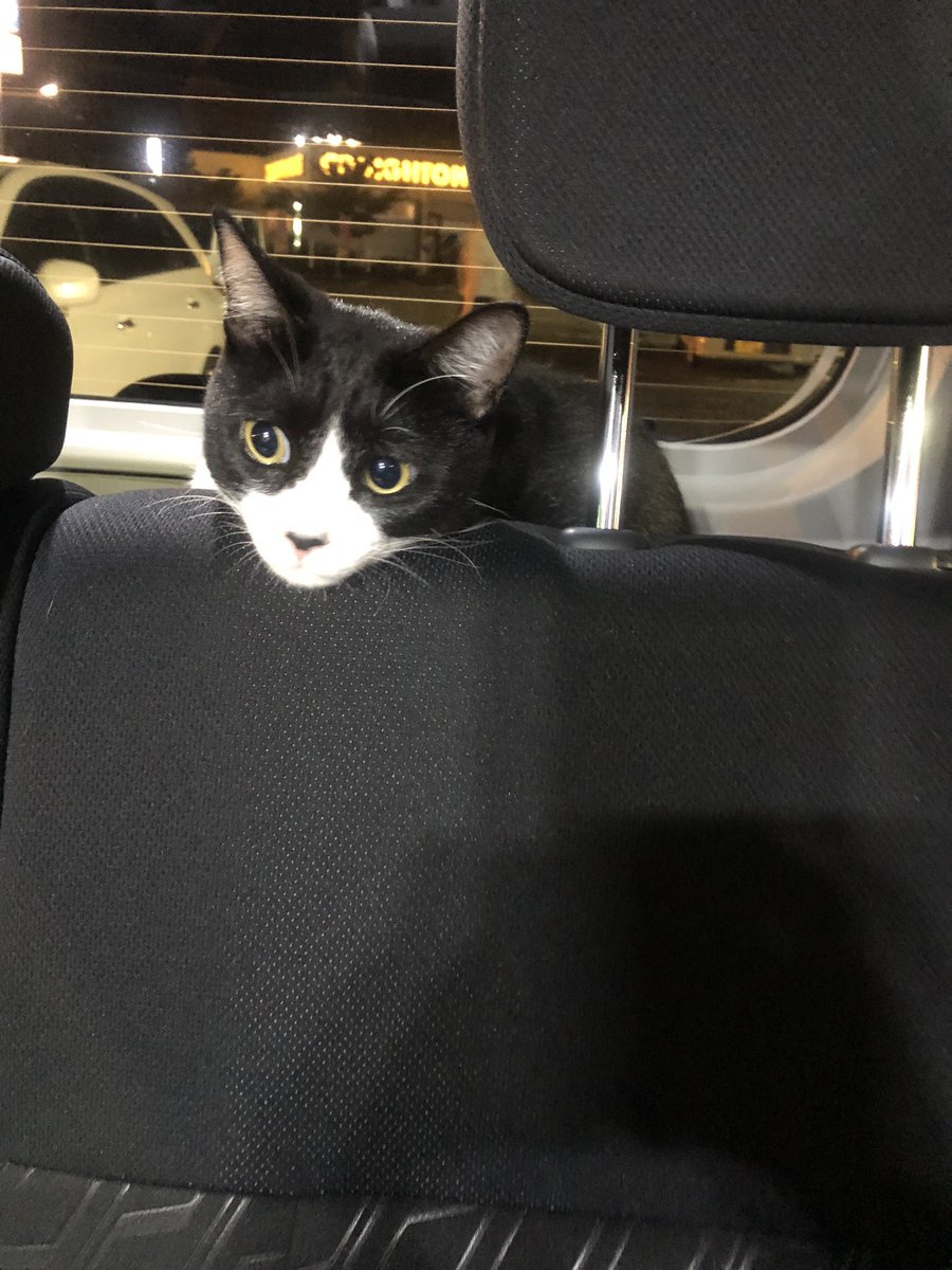 猫用ブランケット hashtag on Twitter