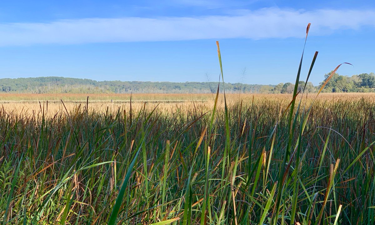 JugBayWetlandsSanct. tweet media