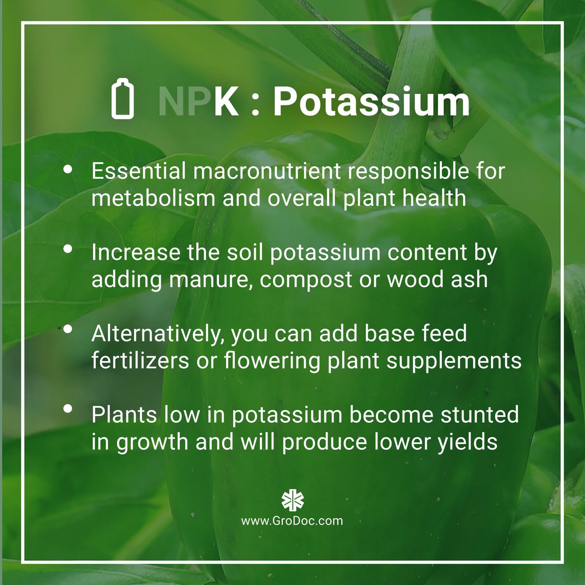 Gro_Doc's tweet photo. Another nutrient summary! Here’s some tips on potassium for your plants! 🌱
#vegetablegarden #gardening #growyourown #garden #growyourownfood #homegrown #growyourveggies #ediblegarden #urbangarden #organicgardening #veggiegarden #nutrients #plantnutrients #plantfeed #growlog https://t.co/OALtlCwPQs