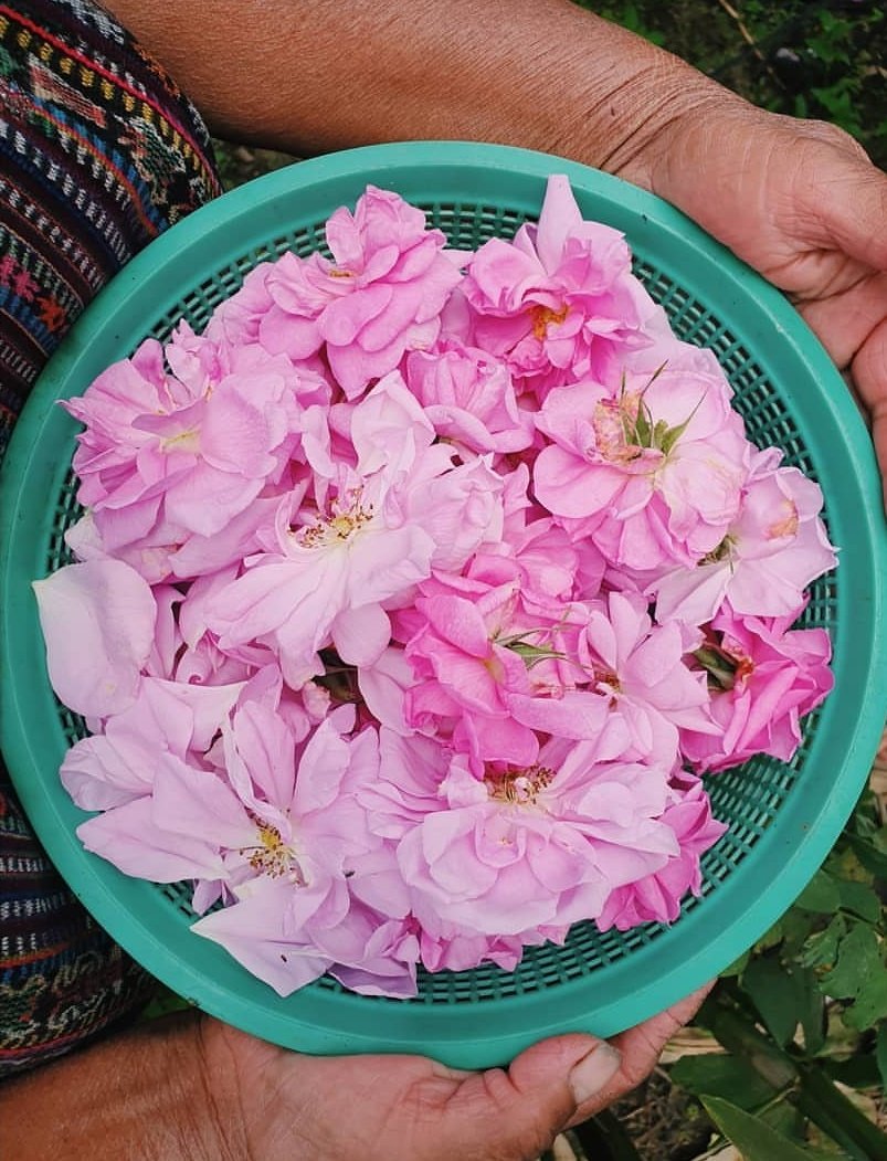 impactforestry's tweet photo. Our first harvest with partner farmers of organic Damask rose for eventual processing into rose oil. Hopefully this can be scaled into a larger project to bring income from a nontraditional crop to communities in #Guatemala's highland. 🌹#Damascena #RoseAbsolute #RoseOfCastille https://t.co/mCJYf9BaqI