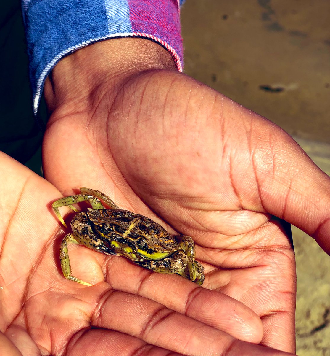 ATPsciencegirl's tweet photo. Time to switch things up for #InverteFest and bring it closer to home... 🦀🦀🦀⛵️

Some crabby #invert friends from the REU Nantucket trip that I chaperoned this summer. 

#Limulidae #Carcinus #greencrab #ithink #rustyonmarineids @UMassBoston https://t.co/bnhQkQOVJv
