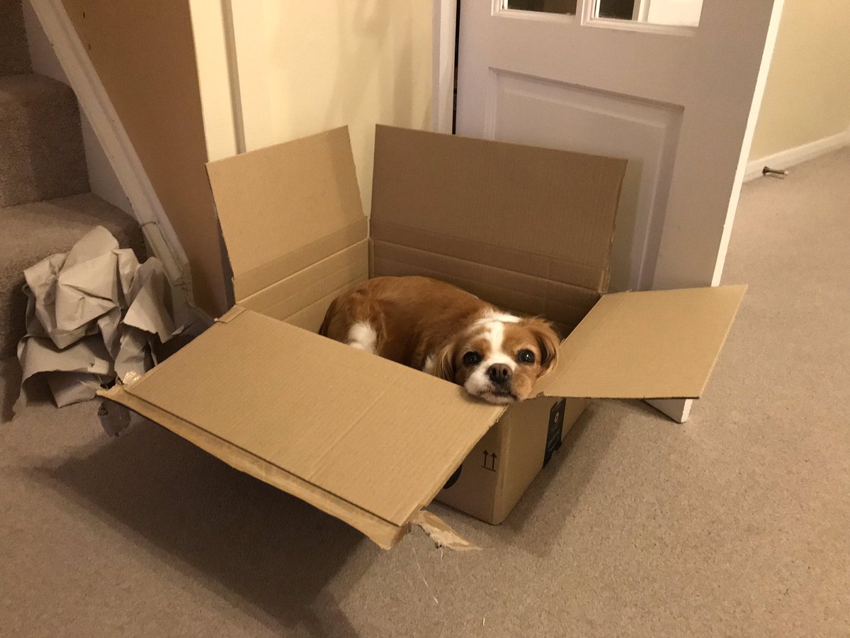 dog sleeping box