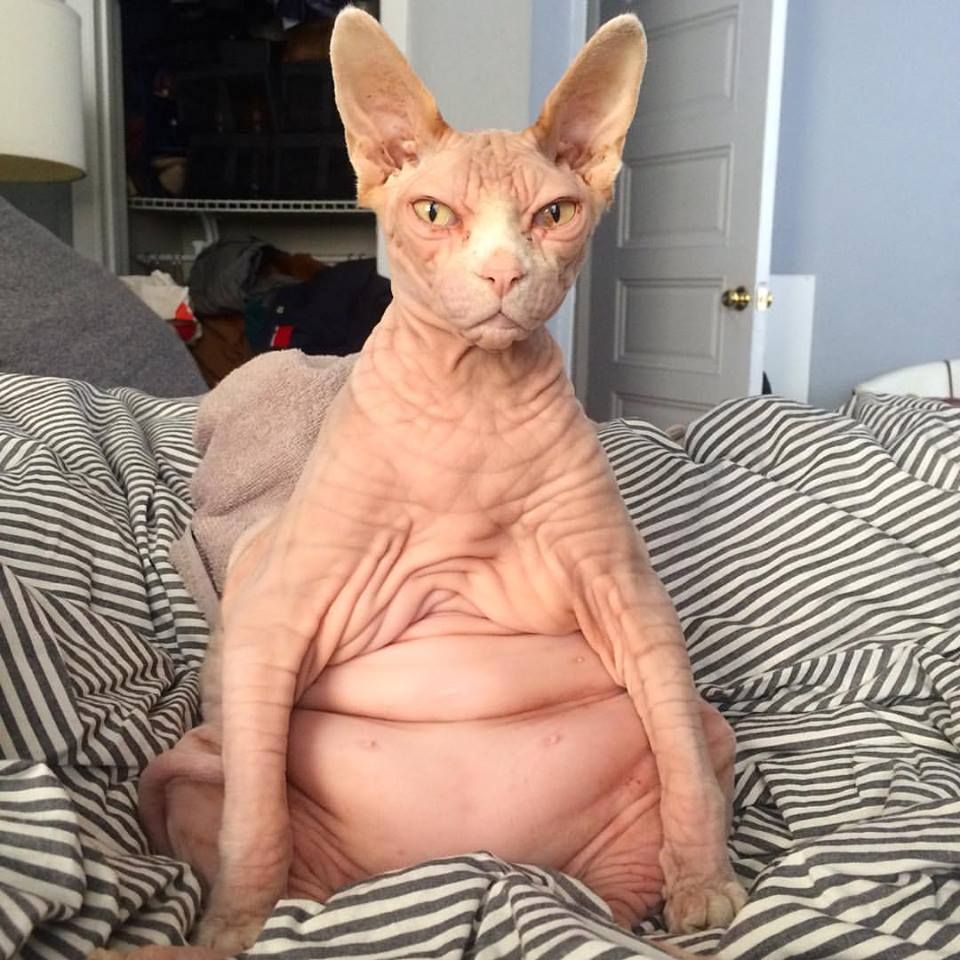 Whenever I have self esteem issues, i just look up pictures of fat hairless...