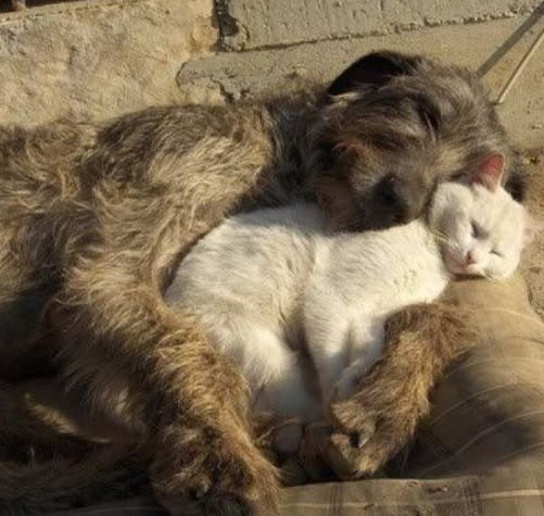 catsscrapers,,, (@catsscrapers) on Twitter photo 