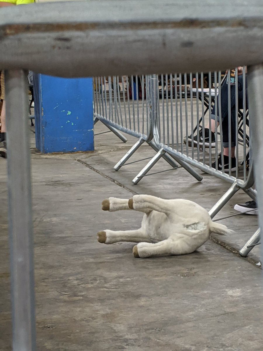 jackyfont's tweet image. The goat is not having a good day #EmbassyRow @dcbrau @PrimeTimePW