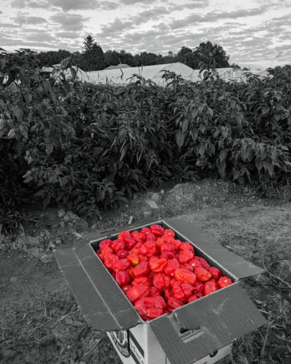 KarmaSauce's tweet photo. Pepper Picking at Hoover's Farm in Penn Yan, NY. π
#Fatalii #YellowMoruga #OrangeHabanero #MorugaScorpion #7PotPrimo #PennYan #RocFoodies #rochesterny #rochesteralist #rocfood #Rochester #ROC #rochestereats #rochesternewyork #explorerochester #Rochesterfood #fingerlakes https://t.co/k0yHdpFyxg