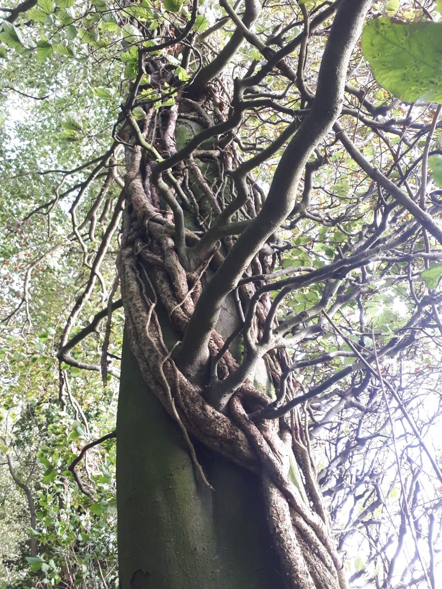 Trees etc. (@arborsmarty) on Twitter photo 