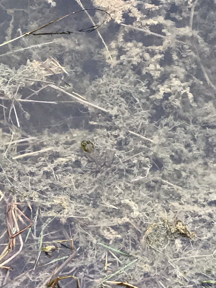 nmfarrugia's tweet image. Wrapped up the first half of the #ocsboutdoors conference with #MathTrails and @CanGeoEdu. Learning about the age of a tree, bi-lateral symmetry and perspective. @OCSBeco