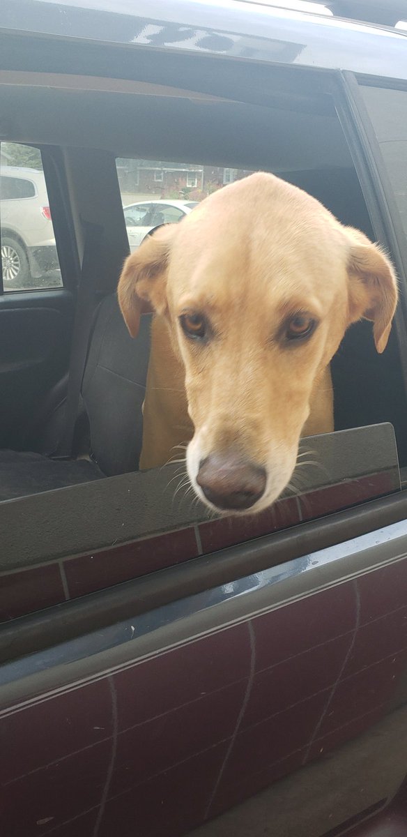 This is Ruth, she is 6 years old, and she likes going to the city park everyday. 13/10 have fun at the park girl.