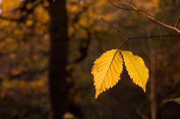 الورقة التي لم تسقط في فصل الخريف.. خائنة في أعين أخواتها، وفيّة في عين الشجرة، متمردة في عيون الفصول.

- مكسيم غوركي