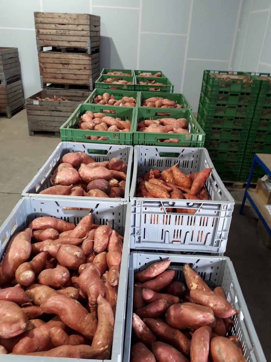 Stephan Hesse Die Ersten Regionalen Susskartoffeln Der Saison Ab Nachster Woche Wieder In Rewe Und Edeka Supermarkten In Niedersachsen Susskartoffel Regional Niedersachsen Vorstadtgemuse Rewe Edeka T Co Xxxoofrzxs