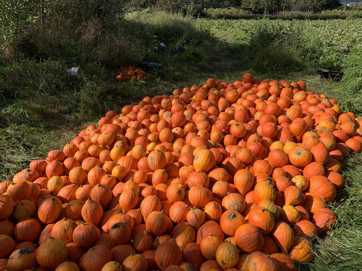 [EU] 2019ko uzta berria! Potimarrón kuia. 
Urumearen bailaran ekoiztuta.
[ES] Cultivo 2019! Calabaza Potimarrón.
Cultivado en la cuenca del Urumea.
#kuia #calabaza #potimarron #baratza #euskalbaserri
