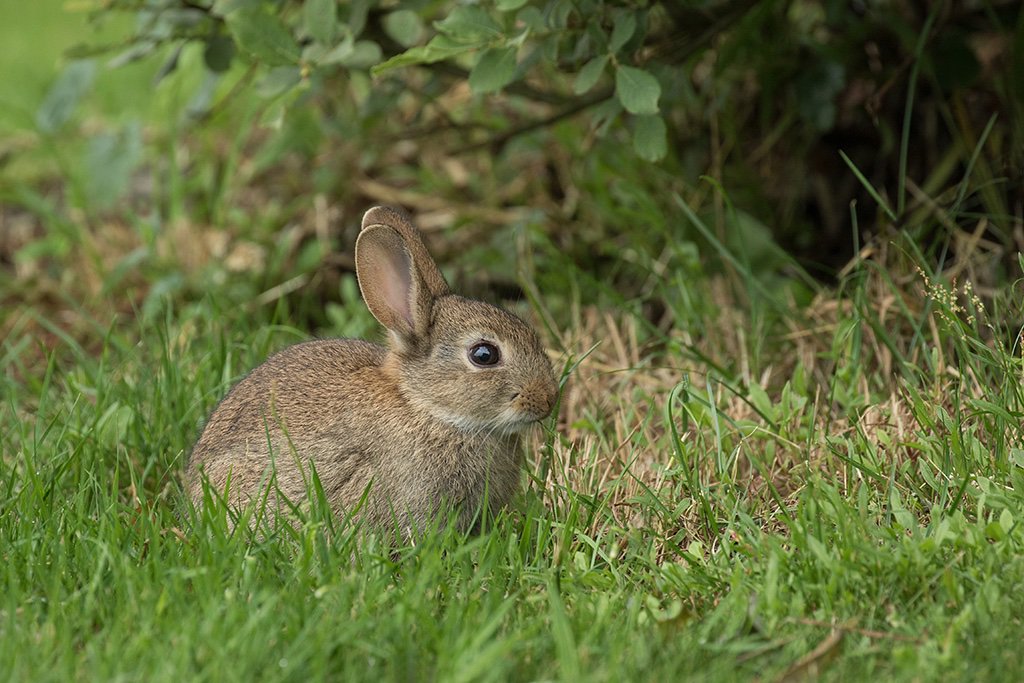 INTERNATIONALE DAG VAN HET KONIJN! 
“Broer konijn” is wellicht het meest bekende in het wild levende zoogdier van ons land. Toch weten we maar weinig van z’n geschiedenis. Daarom willen wij op deze dag aan het konijn wat extra aandacht  besteden.
bit.ly/2mOjUTV